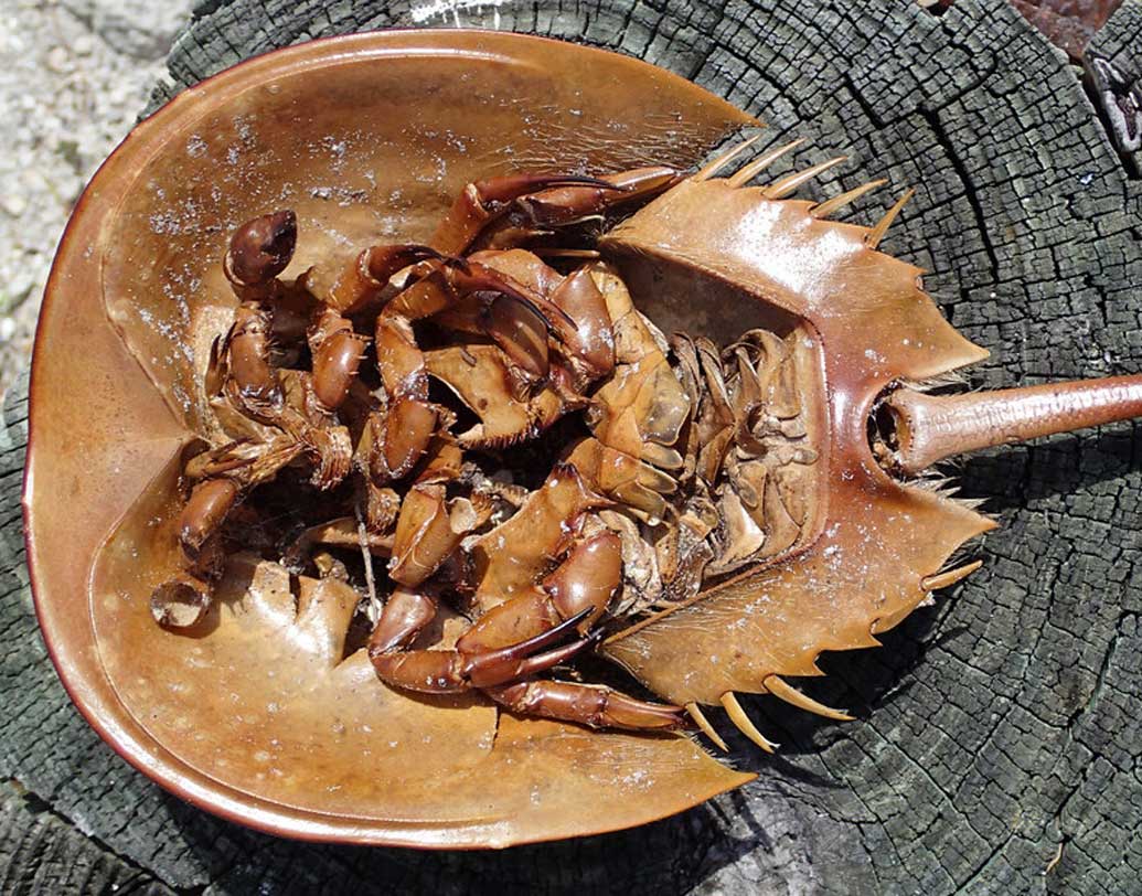 আগামী ৪০ বছরে আমেরিকায় এই কাঁকড়ার সংখ্যা প্রায় ৩০ শতাংশ কমে যাবে, জানিয়েছে আইইউসিএন। শুরু হয়েছে প্রজাতি সংরক্ষণ।