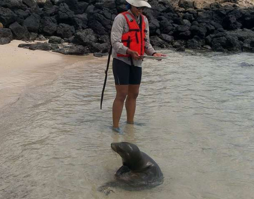 ২০১৪ সালে জোহানেস গুটেনবার্গ বিশ্ববিদ্যালয়ের ভূতত্ত্ববিদ ইকুয়েডরের একটি বালিতট থেকে গোমেদটি পান। প্রাথমিক ভাবে গোমেদটির বয়স দেখে অবাক হয়ে যান বিজ্ঞানীরা। রহস্য সমাধানে চিনে ওই গোমেদটিকে পাঠানো হয়।