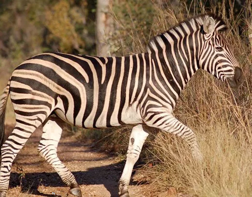 আঙ্গুলের ছাপ (ফিঙ্গারপ্রিন্ট) যেমন প্রত্যেকের আলাদা,  জেব্রাদের ডোরাকাটা দাগও তেমনি। একটা জেব্রার দাগের সঙ্গে অন্য জেব্রার দাগের মিল নেই।