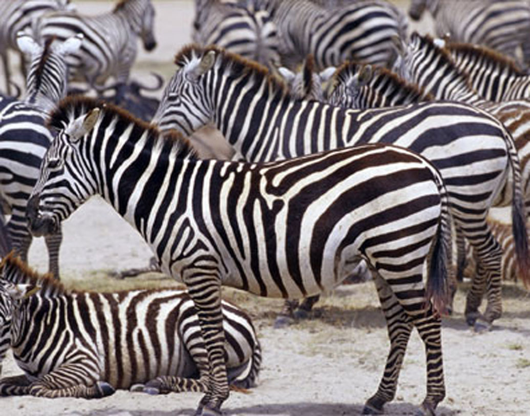 শিকারীদের বিভ্রান্ত করতে ক্যামোফ্লাজ হিসাবে ডোরাকাটা দাগ জেব্রার গায়ে, এমনটা বলেছিলেন বেশ কয়েকজন বিজ্ঞানী।  কিন্তু এই দাগের পিছনে আদতে কোন জিন রয়েছে, তা নিয়ে রহস্য রয়েই গিয়েছে।