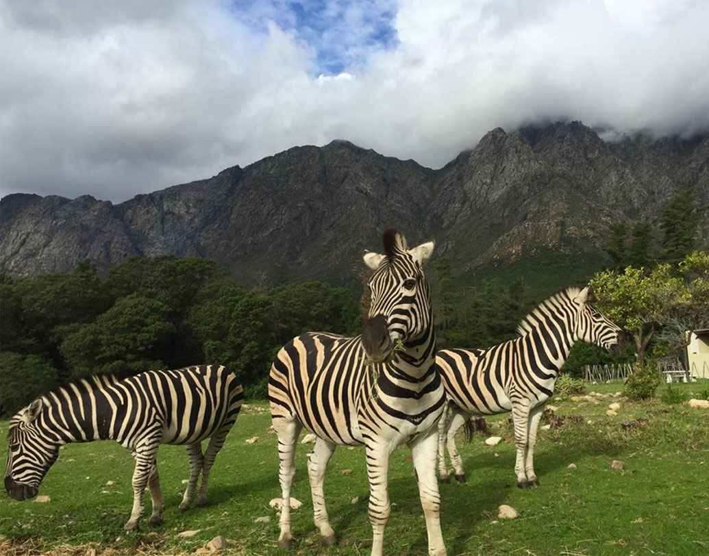 ২০ লক্ষ বছরেরও বেশি আগে জেব্রার উৎপত্তি। প্রথমে বিজ্ঞানীদের ধারণা ছিল যে, ওদের শরীরে ডোরাকাটা দাগ কোন একটি কারণেই তৈরি হয়েছে আর তা হল অভিযোজন। পরবর্তীতে আরও ১৭টি তত্ত্ব দেন বিজ্ঞানীরা।