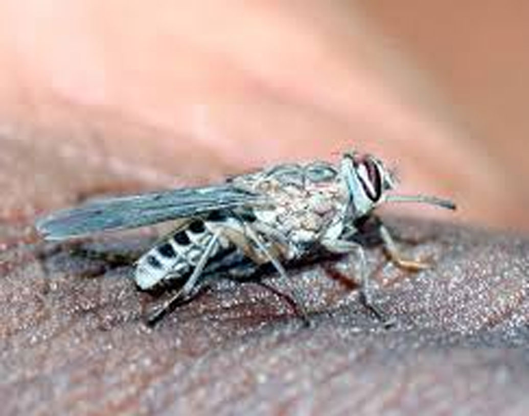 ইউনিভার্সিটি অফ ক্যালিফোর্নিয়া-ডেভিসের ওয়াইল্ড লাইফ বায়োলজিস্ট টিম বিভিন্ন তাপমাত্রা, অঞ্চলের ওপর ভিত্তি করে খুঁজেছেন কারণ। তাঁদের দাবি, বিষাক্ত সেটসি-সহ অন্যান্য মাছি তাড়ানোর জন্যই নাকি জেব্রার গায়ে ডোরাকাটা দাগ।