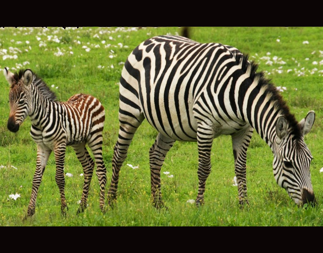 তাঁদের গবেষণা বলছে, মাছির প্রকোপ বেশি হলেই জেব্রার ডোরাকাটা দাগের ঘনত্ব বেড়েছে। নেচার কমিউনিকেশন জার্নালে প্রকাশিত হয়েছে সমীক্ষার রিপোর্ট। ২০১২ সালের ইউরোপীয় বিজ্ঞানীদের একটি গবেষণাও একই তত্ত্ব জানিয়েছিল।