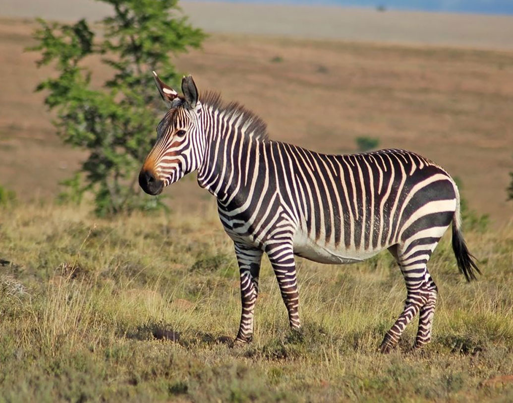 ব্রেন্ডা ল্যারিসনের নেতৃত্বে একদল মার্কিন বিজ্ঞানী গবেষণা করছেন জেব্রার ডোরাকাটা দাগ নিয়ে।তাঁদের মত, এই ডোরাকাটা দাগের সংখ্যা ও ঘনত্ব যে পরিবেশে জেব্রারা বাস করে,  সেখানকার তাপমাত্রা দ্বারা নির্ধারিত হয়।