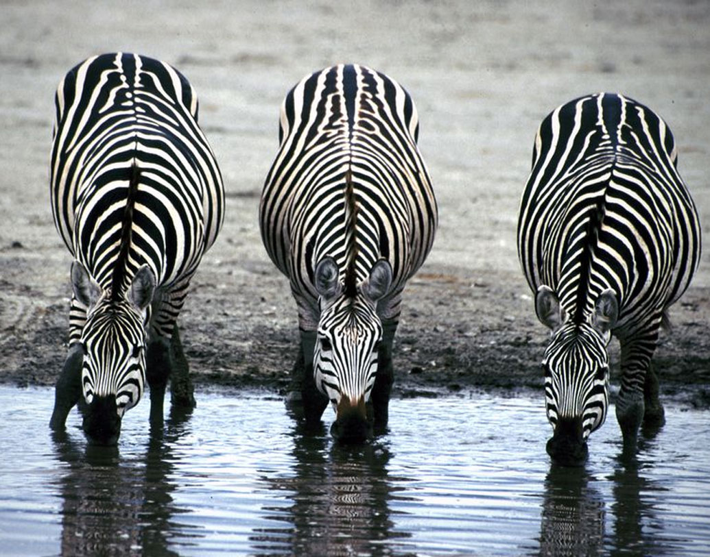 তাঁরা দেখেন, অপেক্ষাকৃত উষ্ণ পরিবেশের জেব্রার ডোরাকাটা দাগগুলো মোটা এবং গোটা শরীর জুড়ে ব্যাপৃত।