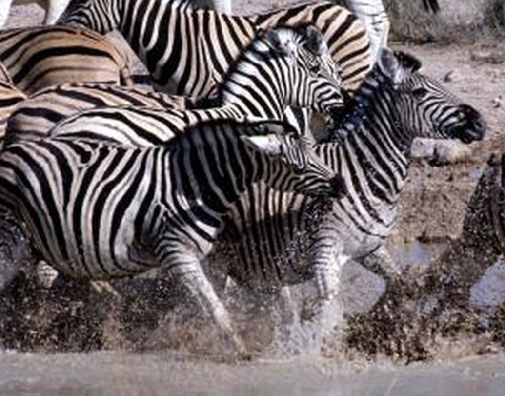 থার্মোরেগুলেশন বা শরীরের তাপমাত্রা নিয়ন্ত্রণই জেব্রার ডোরাকাটা দাগ হওয়া এবং সেই দাগের নির্দিষ্ট বৈশিষ্ট্য লাভের প্রধান কারণ, এমনটা বলেন ল্যারিসন।