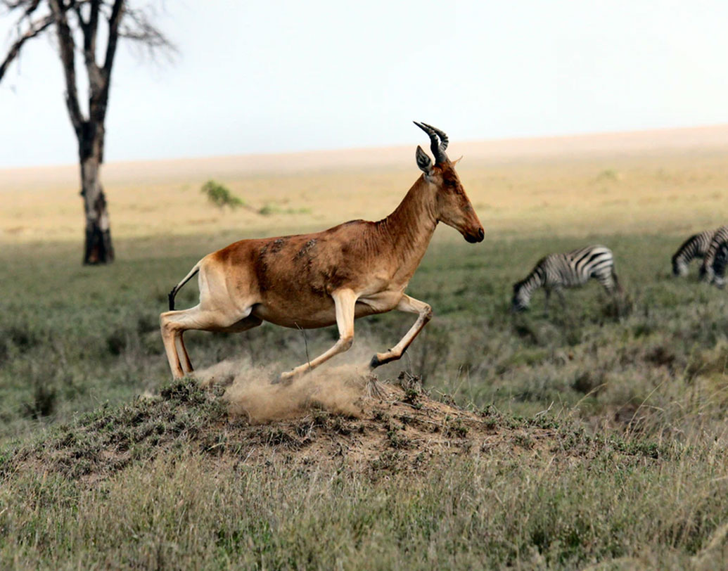 প্রিন্সটন বিশ্ববিদ্যালয়ের অধ্যাপক ড্যানিয়েল রুবেনস্টেইন বলেন যে, মোটা মোটা ডোরাকাটা দাগওয়ালা জেব্রাদের শরীরের বাহ্যিক তাপমাত্রা একই সাইজের অন্যান্য প্রাণী, অ্যান্টিলোপের তুলনায়  অনেক কম। কিন্তু এই তত্ত্বও সম্প্রতি খারিজ করেছেন একদল বিজ্ঞানী।