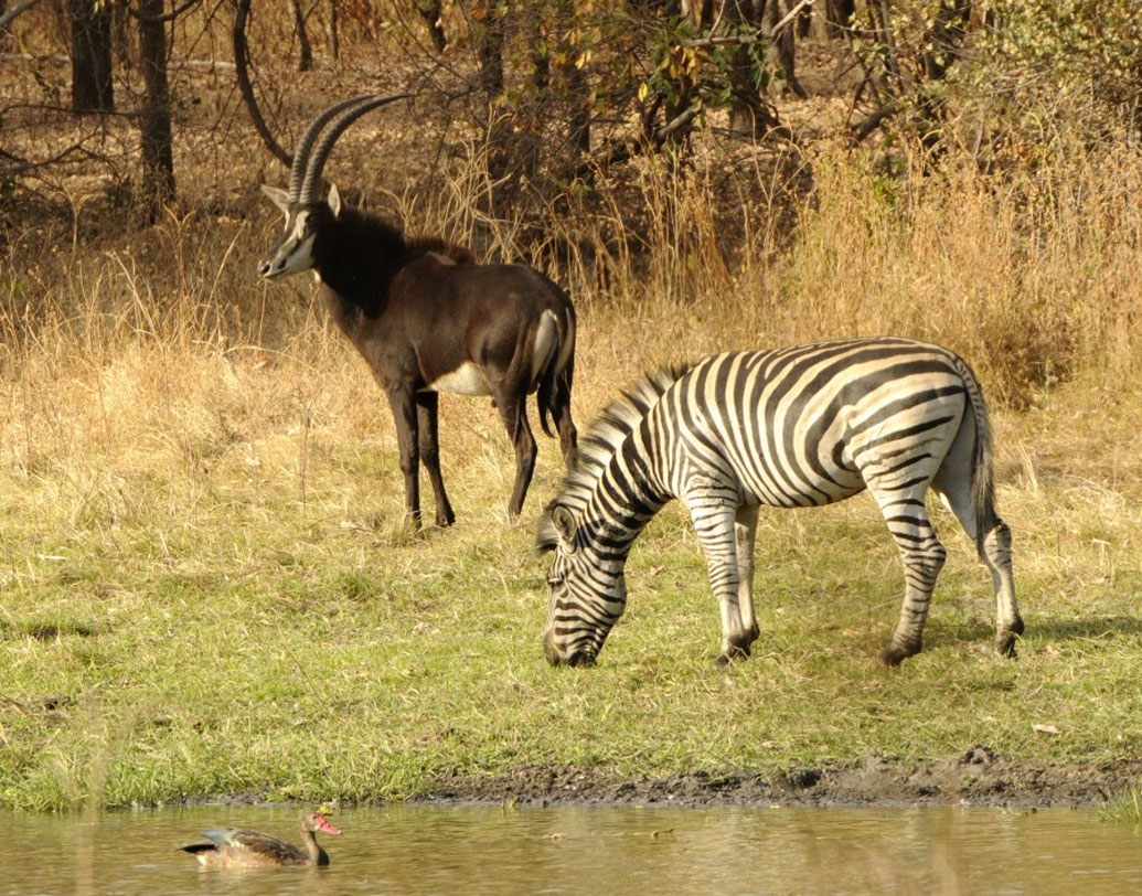 হাঙ্গারির ইওতওভোস লোরান্দ বিশ্ববিদ্যালয়ের বিজ্ঞানী গাভোর হোরবাথ ও হাঙ্গেরির ভেটেরেনারি মেডিসিন, সুইডেনের লান্ড বিশ্ববিদ্যালয়ের গবেষক দল জানায়, তাপমাত্রার সঙ্গে জেব্রার ডোরাকাটা দাগের কোনও সম্পর্ক নেই।