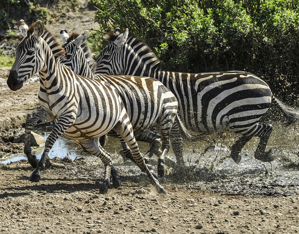 তবে জেব্রার গায়ে এই ডোরাকাটা দাগের পিছনে মেলানিন রঞ্জক ও জিনের ভূমিকা নিয়ে বিজ্ঞানীরা নিরন্তর গবেষণা চালিয়ে যাচ্ছেন। কারণ সঠিক একটি কারণ এখনও পর্যন্ত প্রতিষ্ঠিত হয়নি।