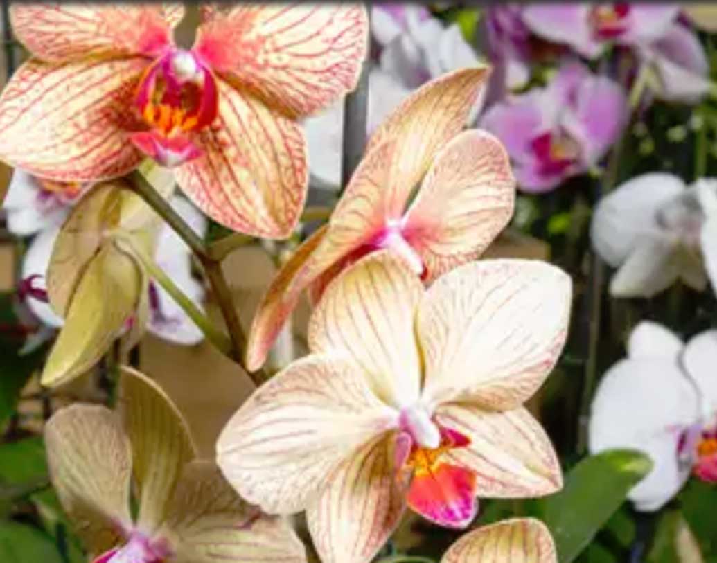 আনন্দ অর্কিড খুব ভালবাসেন, তাই বাগানে রয়েছে বেশ কিছু অর্কিড গাছও।