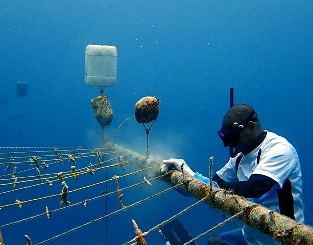 আসলে সমুদ্রের গভীরে চলছে এই ‘কৃষিকাজ’। জমিতে প্রবাল বুনছেন তিনি। কোরাল রিফের গুরুত্ব বুঝেই কলম্বিয়ায় সমুদ্রের তলায় এই বিশেষ সরকারি উদ্যোগ নেওয়া হয়েছে।
