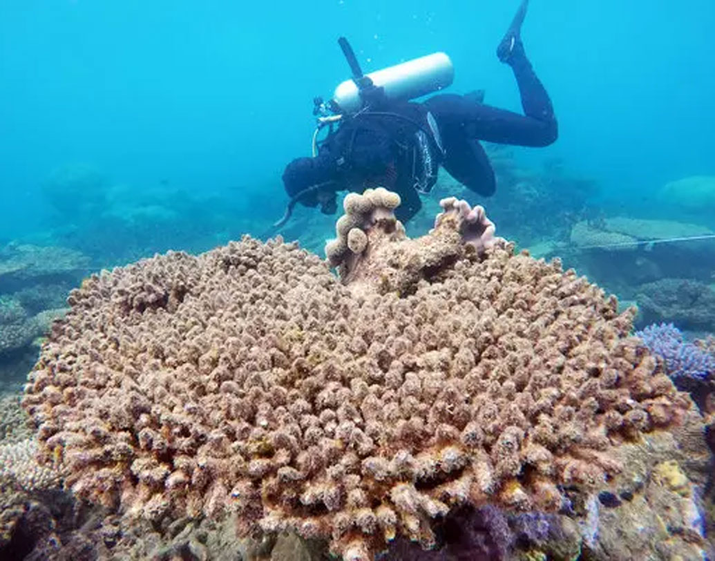 ক্যারিবিয়ান সাগরে জাভিয়ের বেকার নামে এক ব্যক্তি কলম্বিয়া সান আন্দ্রেজ এই প্রবাল বোনার কাজ শুরু করেন, সংরক্ষণ করছেন প্রবাল দ্বীপ। সঙ্গে রয়েছেন আরও অনেকে। যাঁরা কাজ করছেন এখানে।