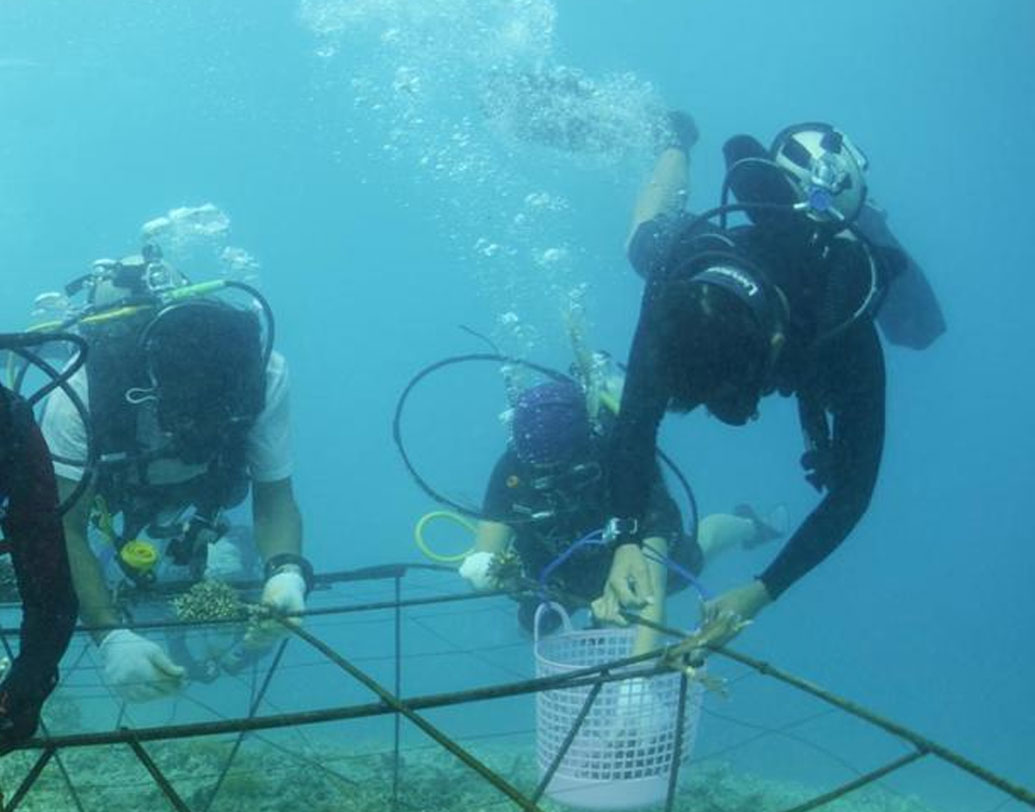 অতিরিক্ত মাছ ধরা, দূষণ ও পর্যটকদের দৌরাত্ম্যে প্রবালের অস্তিত্ব বিপন্ন। তাই একাধিক মৎস্যজীবী পরিবার যোগ গিয়েছে এই প্রবাল বোনার কাজে।