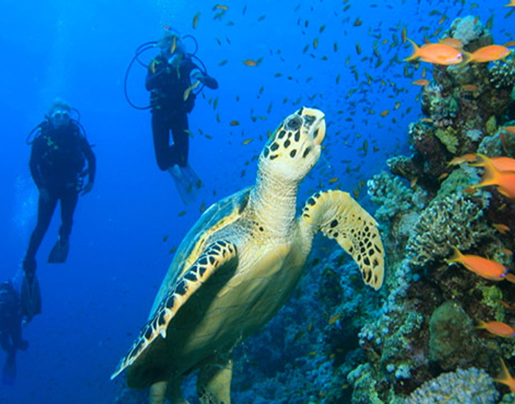 প্রতি মাসে প্রায় ৮৯০০ টাকা (১২৫ ডলার) পান তাঁরা ‘আন্ডার সি গার্ডেনিং’ প্রকল্পে কাজের জন্য।