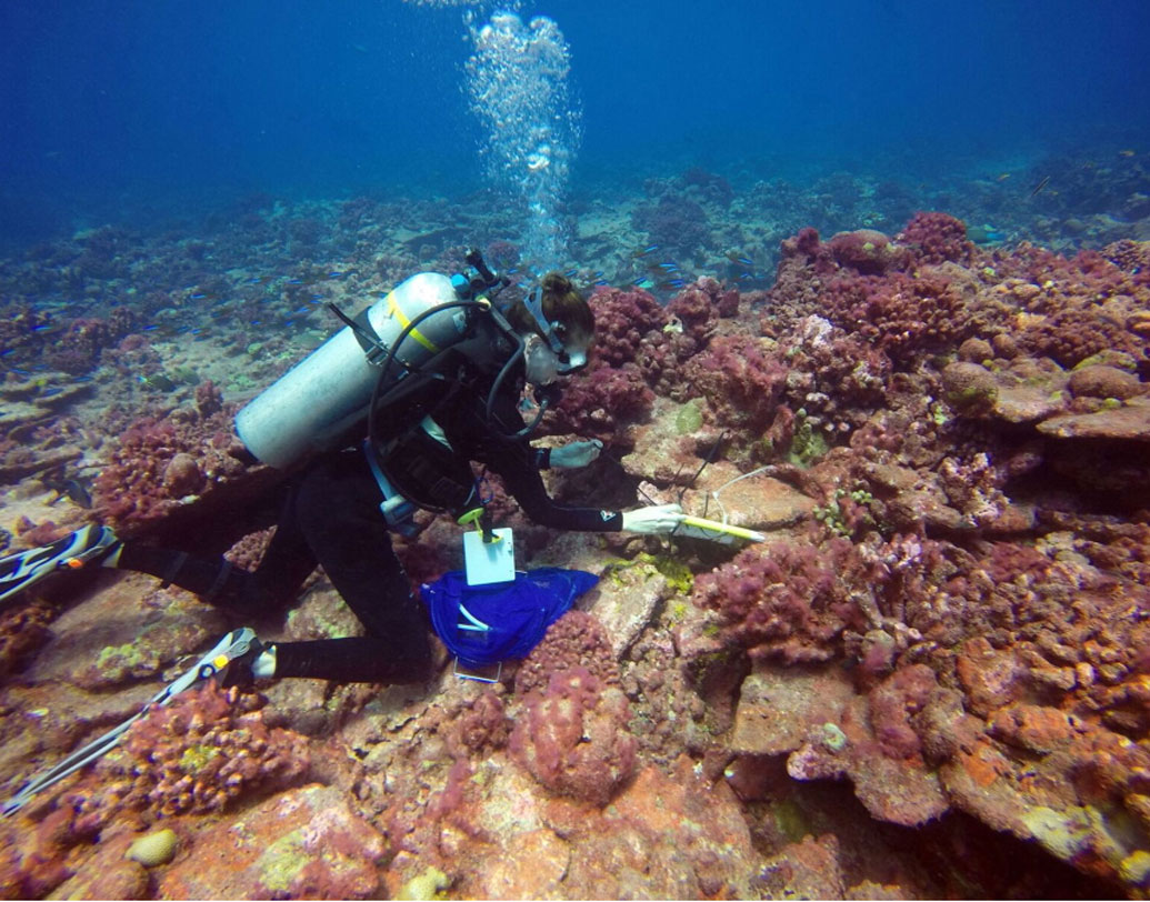 প্রকল্পে যুক্ত ব্যক্তিদের ধারণা, ধীরে ধীরে প্রায় ১৫০ একর এলাকাজুড়ে এই নতুন প্রবাল কলোনি গড়ে উঠবে।