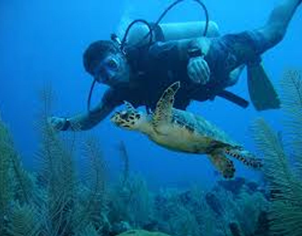 তবে শুধু প্রবালই নয়, সমুদ্রের তলার আবর্জনায় আটকে থাকা মাছ, কচ্ছপ কাঁকড়া-সহ বিভিন্ন প্রাণীকে রক্ষাও করে এই দলটি।