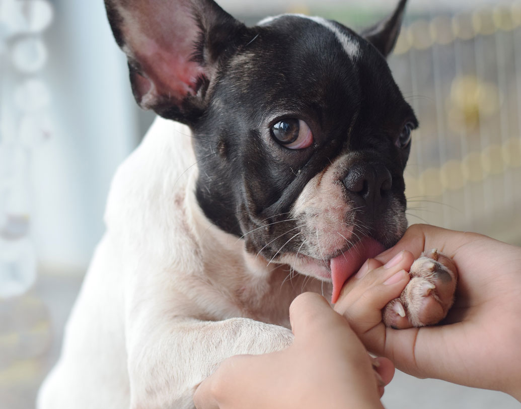 সাধারণত, আদর চাইতে বা আদর প্রকাশ করতে কুকুর এমনটা করে, এমনই মনে করেন তো? কিন্তু পশুর স্বভাব নিয়ে কাজ করা গবেষকরা জানাচ্ছেন মোটেও কেবল আদর প্রদর্শনের জন্যই গা চাটে না কুকুর। বরং এর পিছনে আরও কিছু কারণ আছে! দেখে নিন সে সব।