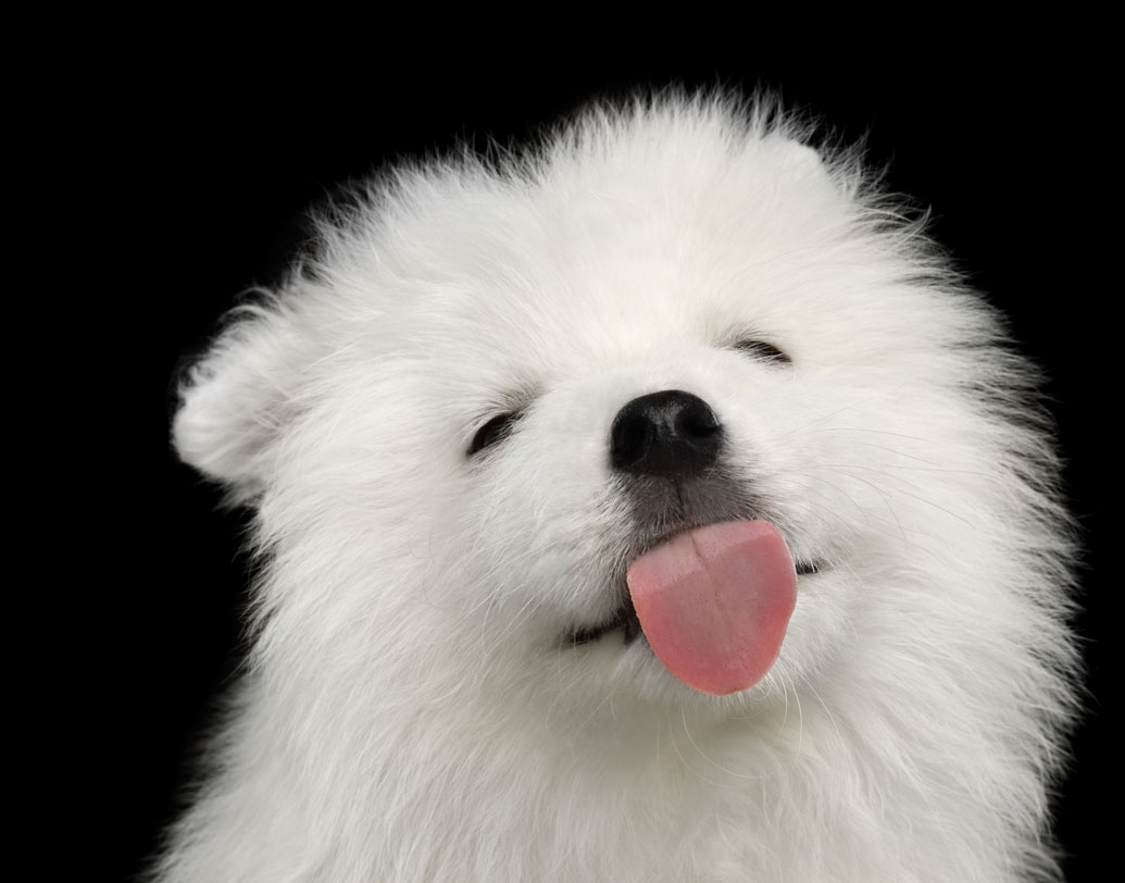 তাঁদের মতে, কেবল আদর চাওয়াই নয়, খিদে পেলে বা তেষ্টা পেলে সামনের মানুষটার দৃষ্টি আকর্ষণ করতেও সে চেটে দেয় শরীর। অনেক সময় আদর না করলেও হঠাৎই কুকুর শুরু করে গা-হাত-পা চাটা। তখনই তাদের খিদে বা তেষ্টা পেয়েছে ধরে নিতেই পরামর্শ গবষকদের। তবে এমন ব্যবহারের আরও কারণ আছে। কী কী সে সব?