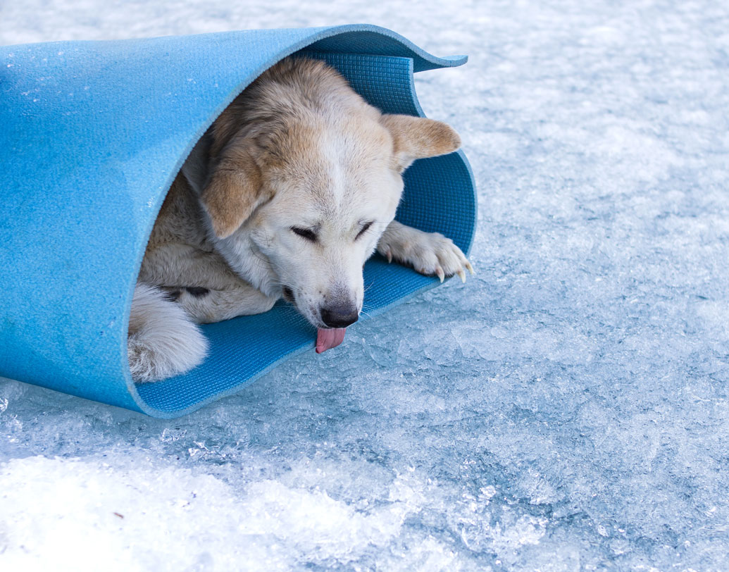তবে অনেক সময় পাপোষ বা আসবাবও সে চাটতে থাকলে বুঝবেন গ্যাস্ট্রোইন্টেস্টিনালের কোনও সমস্যায় ভুগছে সে। তখন তাকে দ্রুত  চিকিৎসকের কাছে নিয়ে যান।