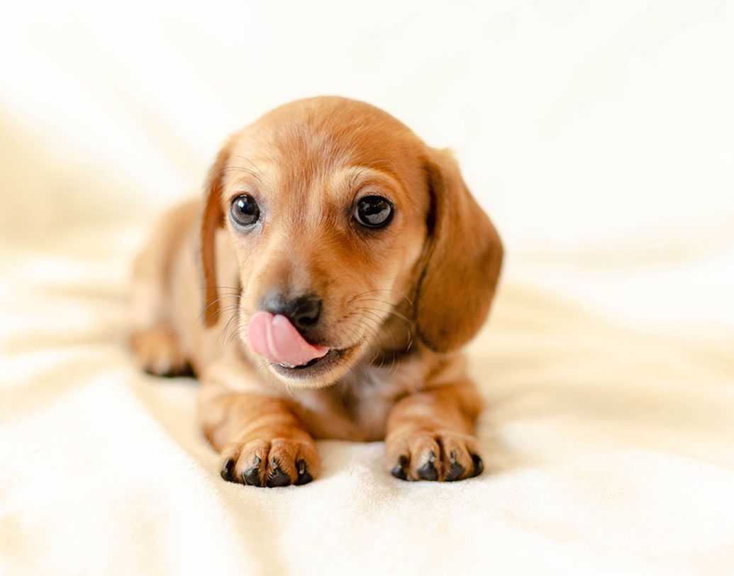 কুকুর যেমন নিজের শরীর চেটে পরিষ্কার করে, তেমনই মনে করে তার চার পাশের মানুষদেরও গা চেটে পরিষ্কার করা দরকার। তাই মাঝে মাঝেই সে আপনার গা চেটে দেয়।