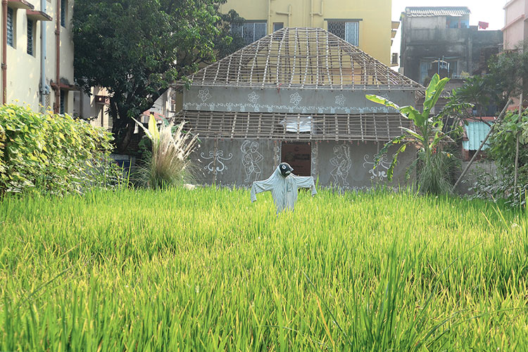 বিতর্ক: কংক্রিটের জঙ্গলের মাঝে ধানি জমি। নিজস্ব চিত্র