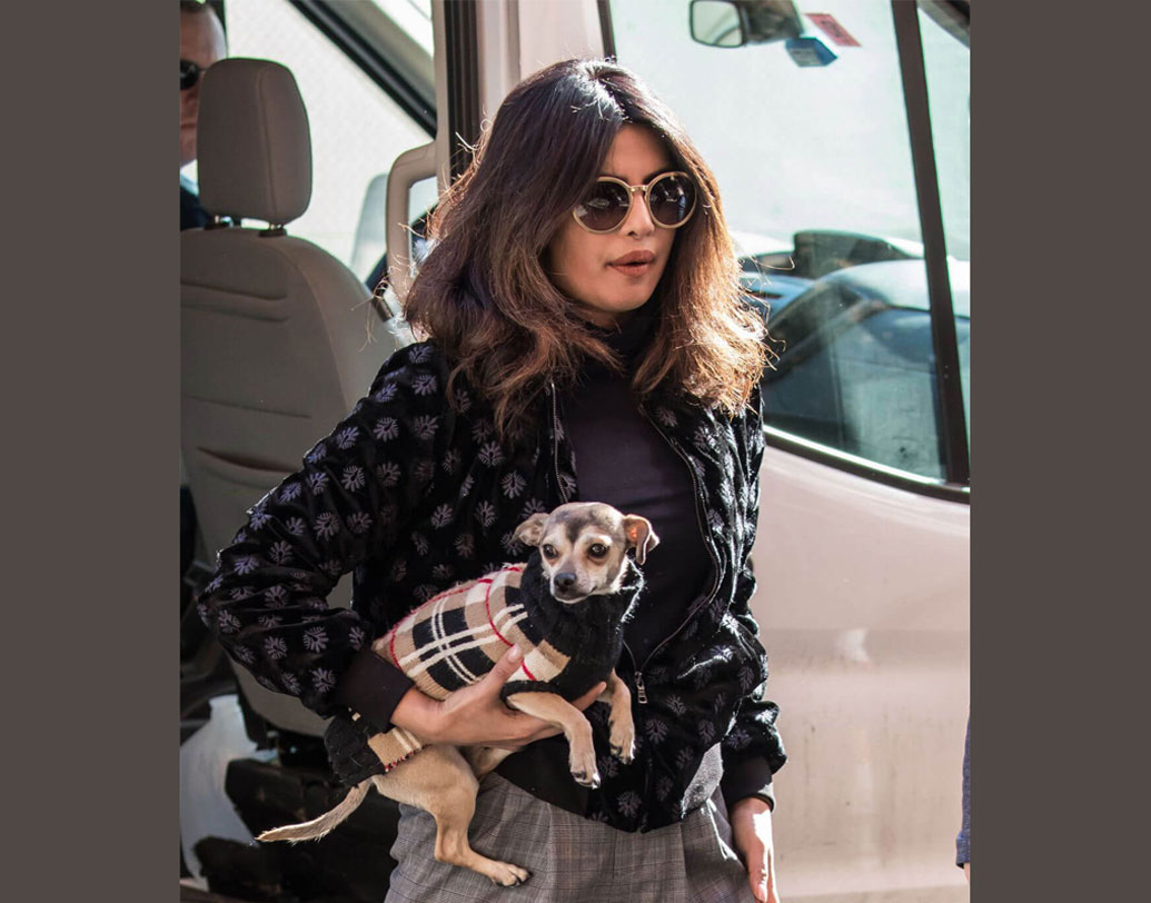 প্রিয় পোষ্য ডায়ানাকে কী ভাবে ভুলতে পারেন পিগি চপস! তার জন্য ব্লু বেরি পেট ডগ কলার, হুইসল জিপিএস পেট ট্র্যাকার, একটি এলি রেনকোট যার দাম প্রায় ৩৮০০ টাকা, আর ‘ব্লু বেরি পেট’-এর একটি নরম বিছানা, যার দাম প্রায় ৩৯০০ টাকা।