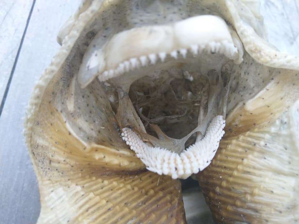 Mysterious sea creature found in New Zealand beach dgtl