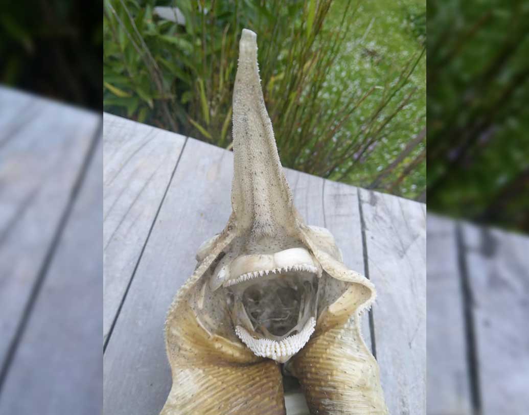 অগত্যা সোশ্যাল মিডিয়ার দ্বারস্থ হন হ্যানা। নিজের ফেসবুক অ্যাকাউন্টে কঙ্কালটির অনেকগুলি ছবি পোস্ট করেন, কেউ যদি কিছু বলতে পারেন সেই আশা নিয়েই। নানান সামুদ্রিক মাছের সঙ্গে তুলনা টানেন কেউ কেউ। কেউ বলেন, ভিনগ্রহের প্রাণী। কেউ বা অন্য কিছু।