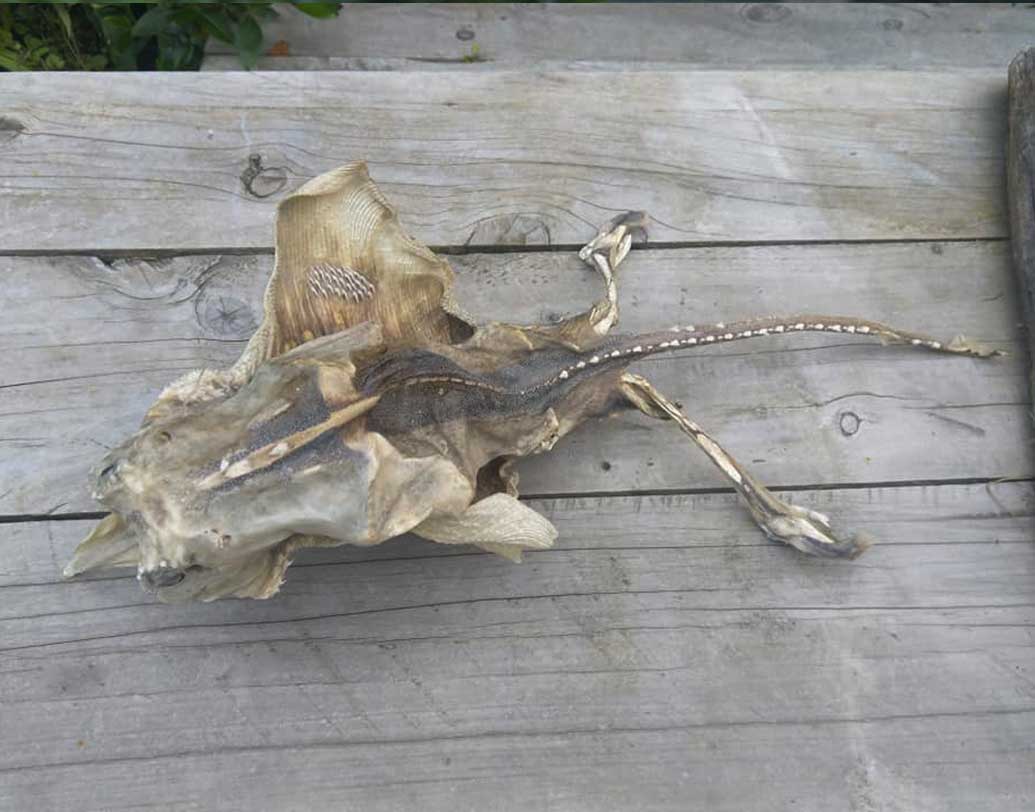 শেষমেষ ধন্দ দূর করেন নিউজিল্যান্ডের ন্যাশনাল ইনস্টিটিউট অব ওয়াটার অ্যান্ড অ্যাটমোস্ফিয়ারিক রিসার্চ সেন্টারে কর্মরত বিজ্ঞানী ডাঃ ম্যালকম ফ্রান্সিস। কঙ্কালটি গভীর সমুদ্রে বসবাসকারী বিশেষ ধরনের শঙ্কর মাছের। বৈজ্ঞানিক নাম  ‘ডিপটুরাস নাসুটাস’।