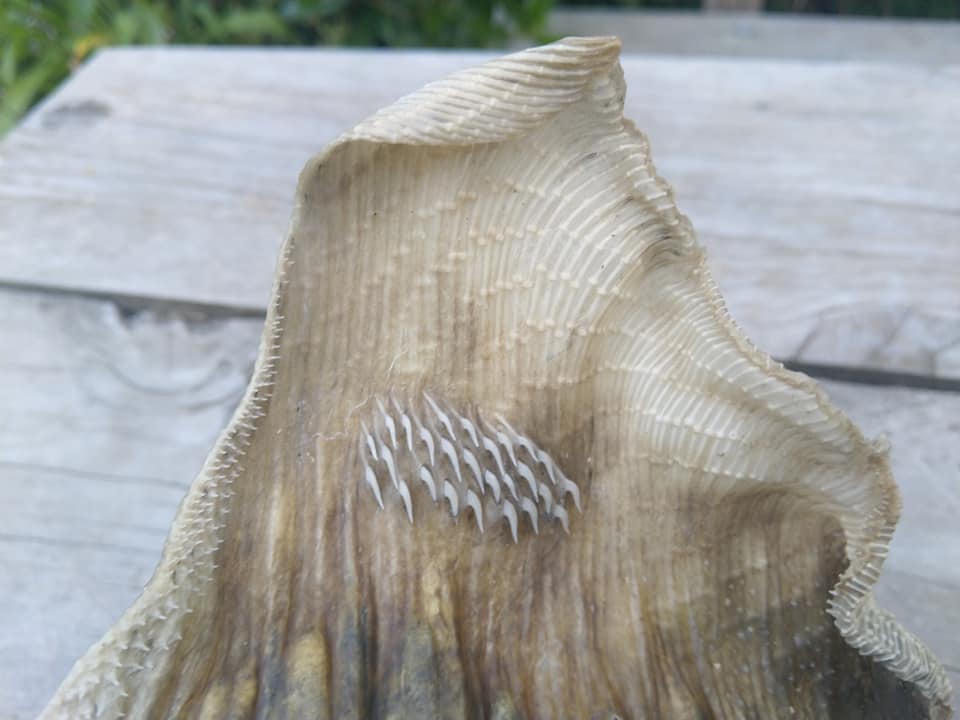 কঙ্কালটি একটি পুরুষ মাছের বলে জানান তিনি। ডানায় খোঁচা খোঁচা নখের মতো যে জিনিসগুলি দেখা যাচ্ছে, সেগুলি আসলে এক ধরনের হাড়। যা শুধু পুরুষদের মধ্যেই থাকে। সঙ্গমের সময় সেগুলি ব্যবহার করে তারা। চ্যাপ্টা দেখতে এই মাছগুলির শরীর পাতলা ছালে ঢাকা থাকে।