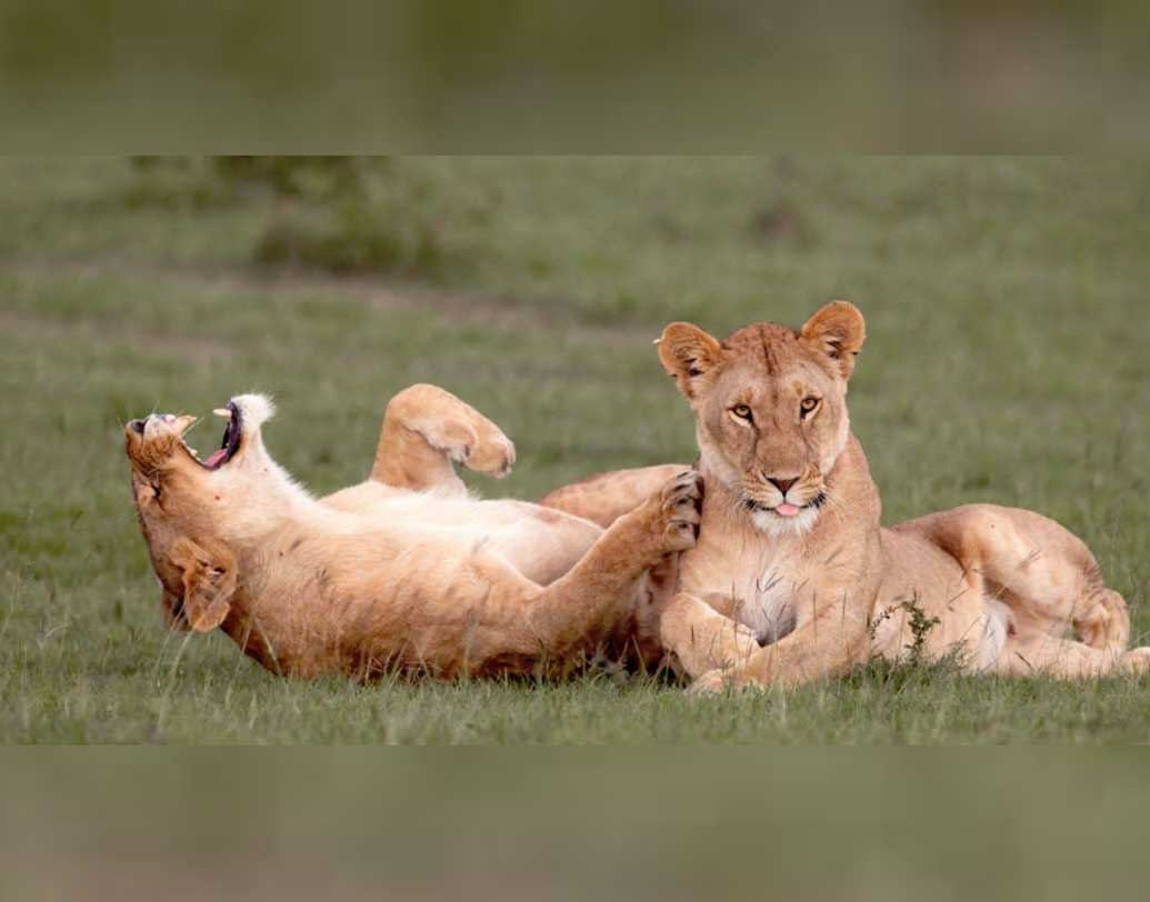 ‘মহারাজা তোমারে সেলাম’ জানানোর উপায় নেই যেন। সেলাম ঠোকাই যায়। কিন্তু এখানে যে মহারাজার জায়গায় দুই সিংহী। এক জন রাগে গজ গজ করছেন। আর এক জন যেন তারই রাগাশ্রয়ী ভাব দেখে হেসে কুটোপাটি খাচ্ছেন।