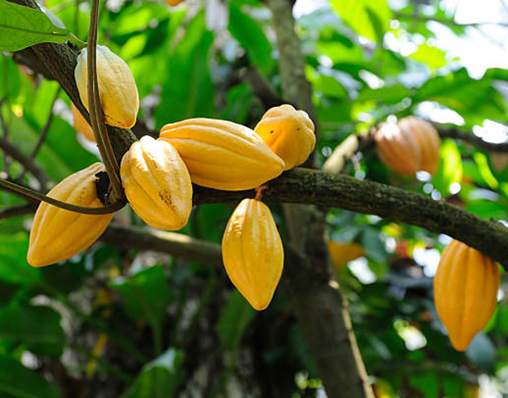 প্রাচীন এই পাত্রের ভিতর মিলেছে থেয়োব্রোমা নামে একটি উপক্ষার, যেটি কোকো গাছে থাকে।