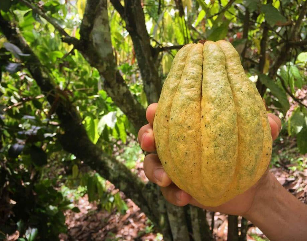 সেরামিকের ওই পাত্রে থেয়োব্রোমা ক্যাকাও নামে কোকো গাছটির অবশেষ মিলেছিল। এ ছাড়াও মিলেছিল ক্যাফেইন। গাছের অংশের ডিএনএ বিশ্লেষণ করা হয় এর পর।