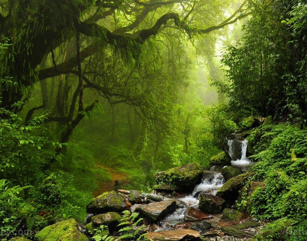 অ্যামাজন অরণ্যে থেয়োব্রোমার বেশ কিছু প্রজাতি রয়েছে। সেখান থেকেই আস্তে আস্তে গুয়াতেমালা, নিকারাগুয়া, এল সালভাদোর, হন্ডুরাস, কোস্তা রিকা, কলম্বিয়া, পানামা, মেক্সিকোতে ছড়িয়ে পড়ে কোকোর ব্যবহার।