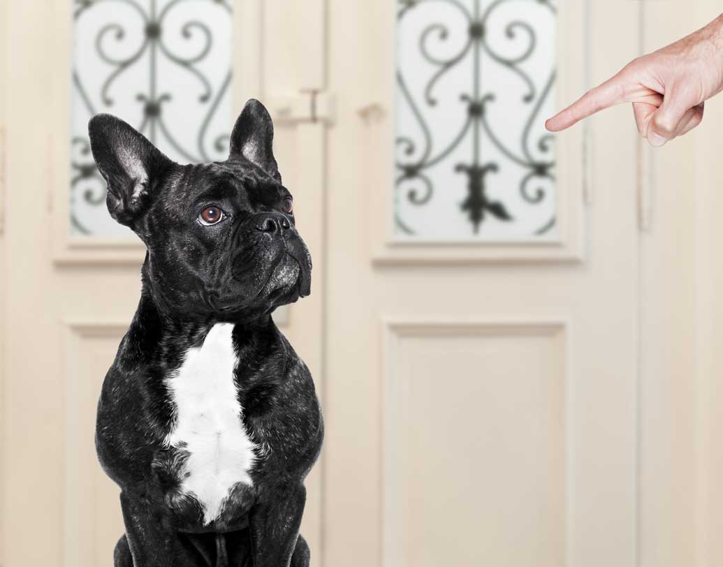 চিনের স্যাংডন প্রদেশের জিনান শহরে এমন নিয়ম চালু করল স্থানীয় প্রশাসন। নিয়ম ভেঙে ক্রেডিট পয়েন্ট ১২ পেরোলেই  সেই গৃহস্থ পোষ্য রাখার ‘অনুপযুক্ত’ হিসাবে চিহ্নিত হবেন ও তাঁর পোষা কুকুরটি কেড়ে নেওয়া হবে।