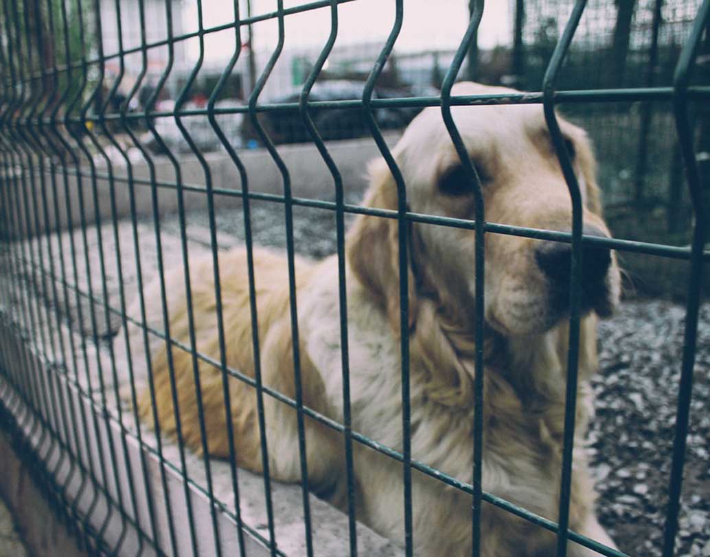 কুকুর ফেরত পেতে তাঁকে বসতে হবে মাল্টিপল চয়েজ প্রশ্নের পরীক্ষায়।  এতে পাশ করলে তবেই তিনি ফিরে পাবেন কুকুর। নইলে সে সব কুকুরের দায়িত্ব নেবে সরকার।  প্রথম বার কেউ নিয়ম ভাঙলে যদি তিন পয়েন্ট কাটা যায়, পরের বার একই ভুলের জন্য কাটা হবে ৬ পয়ন্ট। এ ভাবে মোট ১২ পেরোলেই সেই মালিক চিহ্নিত হবেন ‘খারাপ’ মালিক হিসাবে।