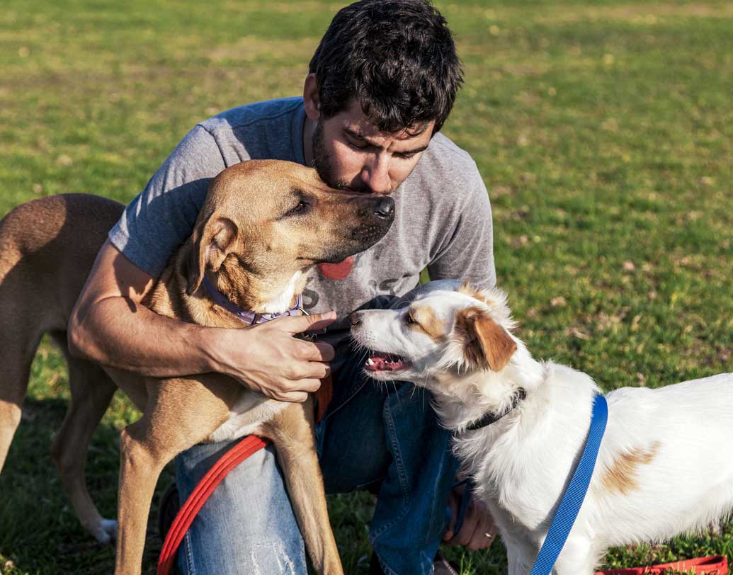 শুধু তাই-ই নয়, সঙ্গে থাকবে অপরাধ অনুযায়ী জরিমানাও। নানা অপরাধের জন্য ভিন্ন ভিন্ন জরিমানা নির্দিষ্ট। ভারতীয় মুদ্রায় যার মূল্য ২২৫০ টাকা থেকে ৫২৫০ টাকা পর্যন্ত। নতুন নিয়মে এক জন মালিক একটিই কুকুর পুষতে পারবেন। কুকুরকে মারধর করলেও দিতে হবে জরিমানা।