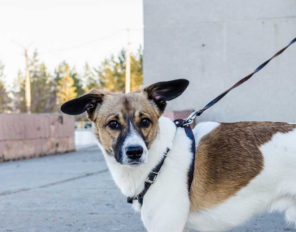 কুকুর পুষতে গেলে থাকতেই হবে সরকারি লাইসেন্স। লাইসেন্সবিহীন কেউ কুকুর পুষছেন, সে খবর কানে এলে তার বিরুদ্ধে আইনি ব্যবস্থা নেবেন প্রশাসন। রাস্তায় বেরোলে কুকুরকে শিকল পরিয়ে বার করতে হবে। তবে শিকলের দৈর্ঘ্য দেড় মিটার বা পাঁচ ফুটের বেশি হলে চলবে না। ১৮ বছরের নীচে কারও হাতে কুকুরের দায়িত্ব দেওয়াও চলবে না।