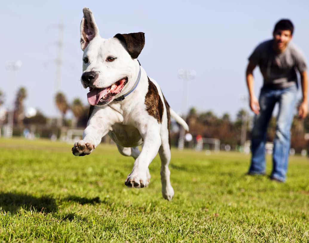 ঠিক সময়ে কুকুরের বর্জ্য পরিষ্কার করা ও পরিবেশকে সুস্থ রাখার দায়িত্বও কুকুরের মালিকের। রাস্তায় বেরিয়ে সে সব কাজে ফাঁকি দিচ্ছেন কি না কেউ, তা-ও কড়া নজরে রাখা হবে।