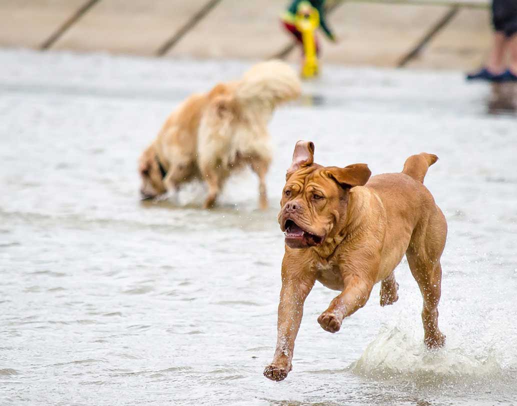 সরকারি ভবন, হাসপাতাল,  গণপরিবহণ, বিদ্যালয়, কিন্ডারগার্টেন, পার্ক, জিম, হোটেল, শপিং মল ও বাজার এলাকায় কুকুর নিয়ে প্রবেশে নিষেধাজ্ঞা জারি হয়েছে। ঝর্না ও ব্যবহার উপযোগী জলাশয়ের ধারেও কুকুরকে নিয়ে যাওয়া যাবে না।