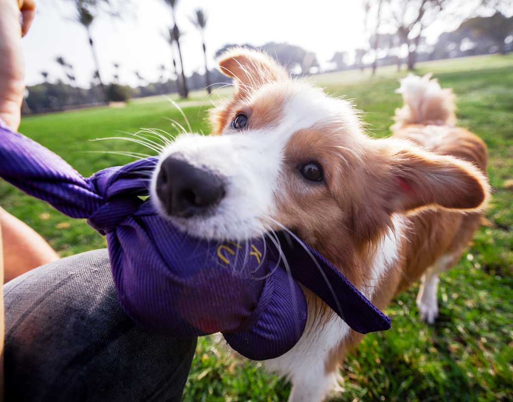 ইতিমধ্যেই জিনানে এর প্রভাবে কুকুর সংক্রান্ত সমস্যা ৬৫ শতাংশ কমে গিয়েছে। রাস্তাঘাটে শিকলবিহীন অবস্থায় কুকুর নিয়ে বেরিয়ে বিশৃঙ্খলার পরিমাণ ঘটনা কমেছে ৪৩ শতাংশ। ১২২ জন কুকুরের মালিক হারিয়েছেন তাঁদের লাইসেন্সও।  বিশেষ একটি অ্যাপ ব্যবহার করে স্থানীয় পুলিশ কুকুরের প্রতি অবহেলাকারী ১৪২০ জনকে জরিমানা করেছে।