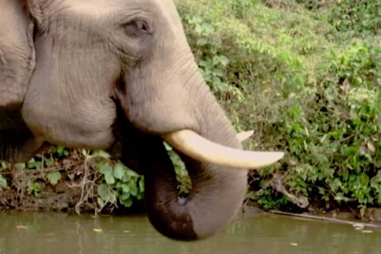Old man is dead by the attack of an Elephant