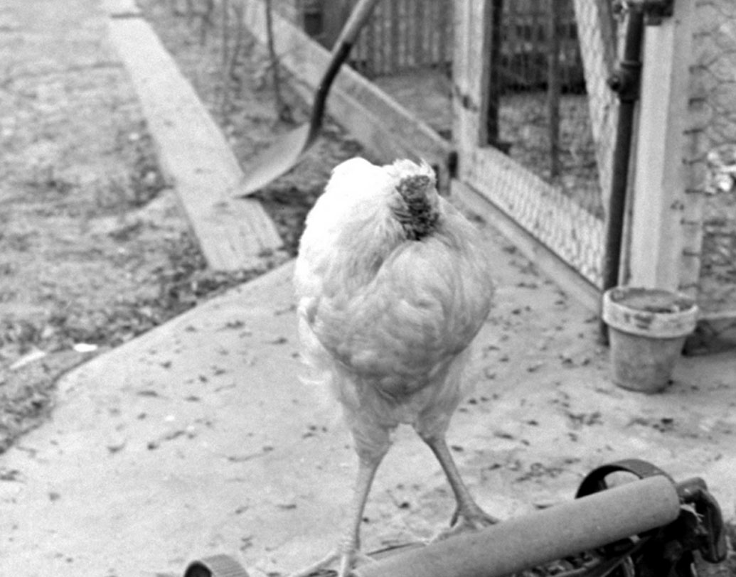 কিন্তু মাথা ছাড়া কী ভাবে বেঁচে রইল মাইক? আমার-আপনার মতো এই প্রশ্ন জেগেছিল চিকিত্সক ও প্রাণী বিশেষজ্ঞদের মনেও। কারণ, পরবর্তী সময় অনেকেই দ্বিতীয় মিরাক্‌ল মাইক বানাতে গিয়ে ব্যর্থ হয়েছেন। তা হলে কোন জাদুকাঠির ছোঁয়ায় বেঁচেছিল মাইক?