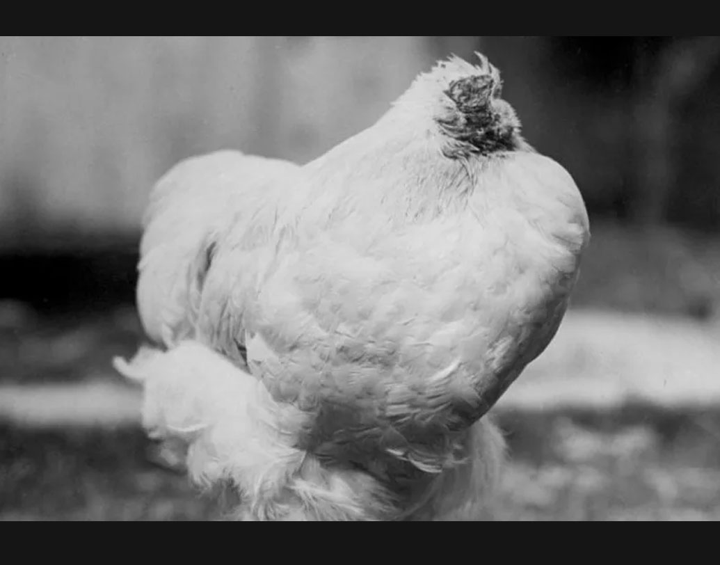 আসলে লয়েড যখন মাইকের মাথায় কোপ মারেন, তখন তার একটা কান বাদ দিয়ে চোখ, ঠোঁট-সহ গোটা মাথাটাই কেটে বাদ চলে যায়। কিন্তু মুরগিদের মাথার পিছনেই থাকে মস্তিষ্কের মূল অংশটা। মাইকের ক্ষেত্রে আশ্চর্যজনক ভাবে বেঁচে যায় তার মস্তিষ্কের ৮০ শতাংশ অংশই।