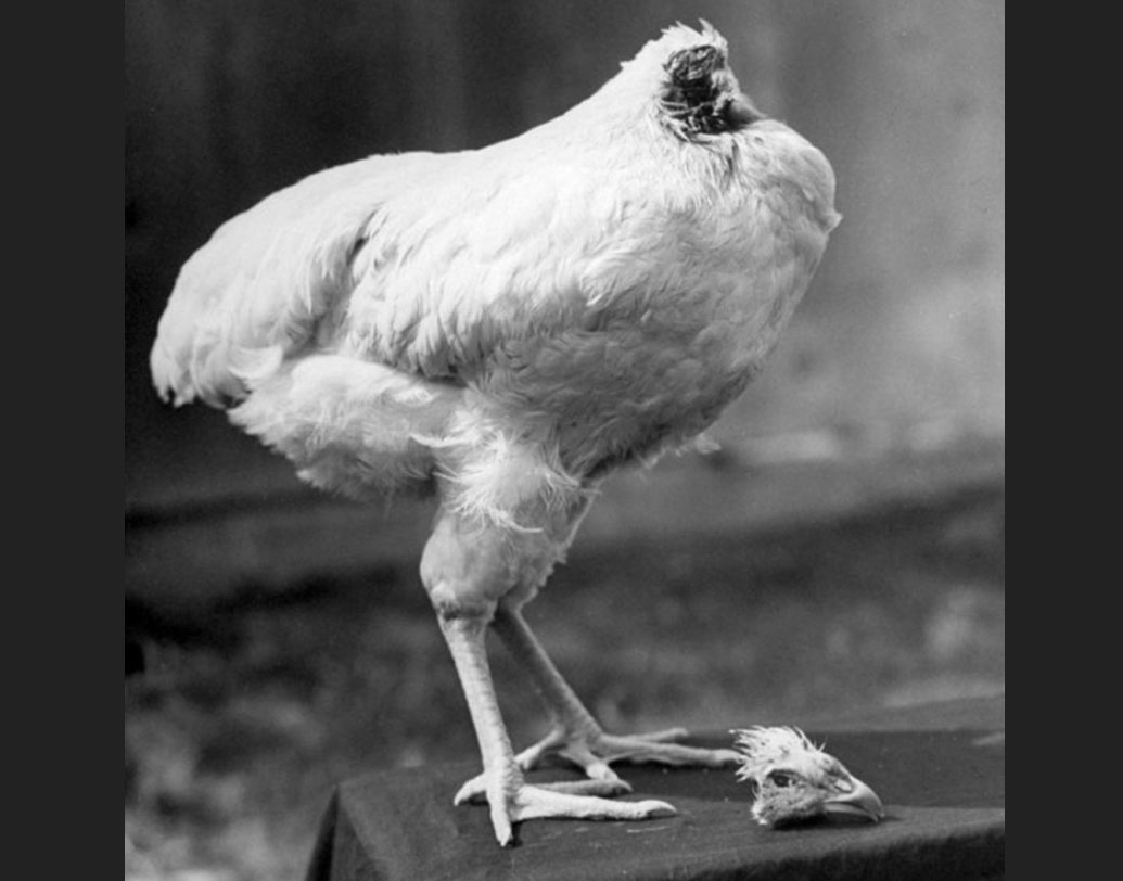 মাইকের মস্তিষ্কের এই অংশটাই তার শ্বাস-প্রশ্বাস, হৃদ্‌স্পন্দন, খিদে, হজম নিয়ন্ত্রণ করত। সময় মতো মাইকের ক্ষতর কাছে রক্তও জমাট বেঁধে গিয়েছিল, ফলে সে ভাবে রক্তক্ষরণও হয়নি।