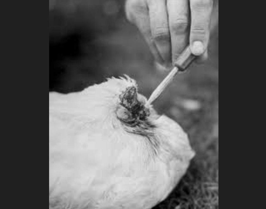 মাথা না থাকায় একটি ড্রপারে করে তরল খাবার ও জল সরাসরি খাদ্যনালিতে ঢেলে দেওয়া হত। সিরিঞ্জ দিয়ে খাদ্যনালির চার দিকের ময়লা পরিষ্কার করে দিতেন লয়েড। এ ভাবেই সব দিব্যি চলছিল।