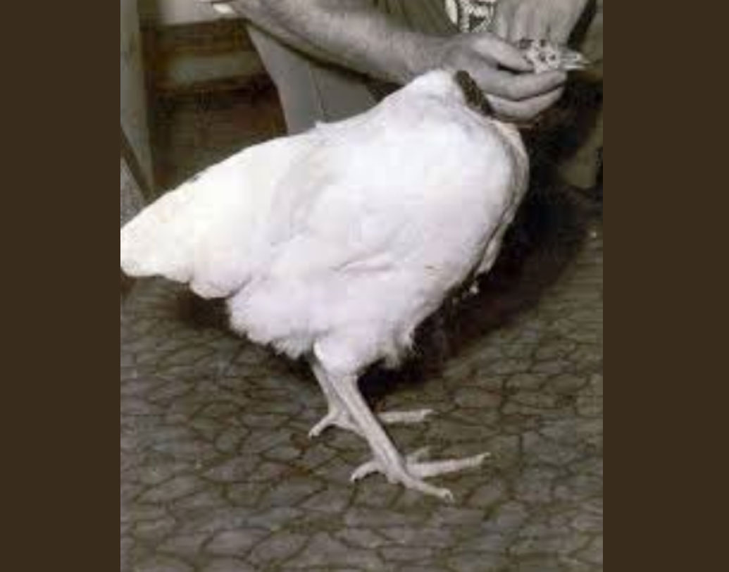 এক বার পশ্চিম আমেরিকার ফিনিক্স শহরে প্রদর্শনীর শেষে একটি মোটেলে বিশ্রাম নিচ্ছিলেন লয়েড দম্পতি ও মাইক। হঠাৎই একটা শব্দে দম্পতি চমকে ওঠেন। দম আটকে মাইকের প্রাণ তখন ওষ্ঠাগত। কিন্তু ওই যে সিরিঞ্জ, সেটি প্রদর্শনীতেই ফেলে এসেছিলেন লয়েডরা।