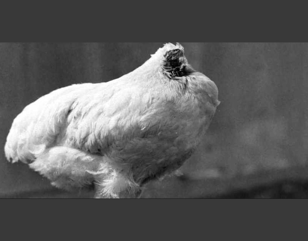 যদিও মারা গিয়েও বেঁচে ছিল মাইক। তার মনিব দীর্ঘ দিন তার মৃত্যুর খবর প্রকাশ্যেই আনেননি। কেউ খোঁজ করলেই লয়েডরা বলতেন, বেচে দেওয়া হয়েছে মাইককে। এ ভাবেই মৃত্যুর পরেও বেঁচে ছিল মিরাক্‌ল মাইকের মিথ।