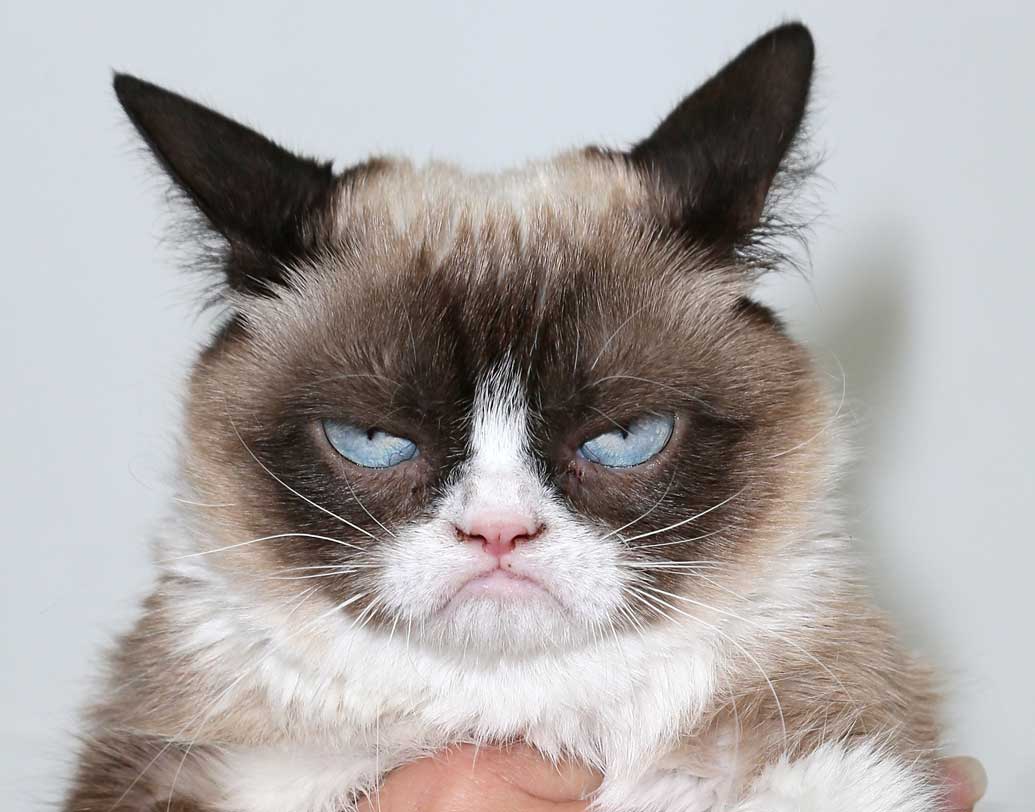 গ্রাম্পি ক্যাট
আসল নাম টার্ডার সস। দুনিয়ার সবচেয়ে জনপ্রিয় বিড়াল। তার মুখভঙ্গি নিয়ে হাজার হাজার মিম তৈরি হয়েছে। সোশ্যাল মিডিয়া ছাড়াও নানা দিক থেকে রোজগার রয়েছে তার। এই মুহূর্তে তার মোট সম্পত্তির পরিমাণ প্রায় ১০ কোটি মার্কিন ডলার। ভারতীয় মুদ্রায় যা ৭০০ কোটি টাকার বেশি।