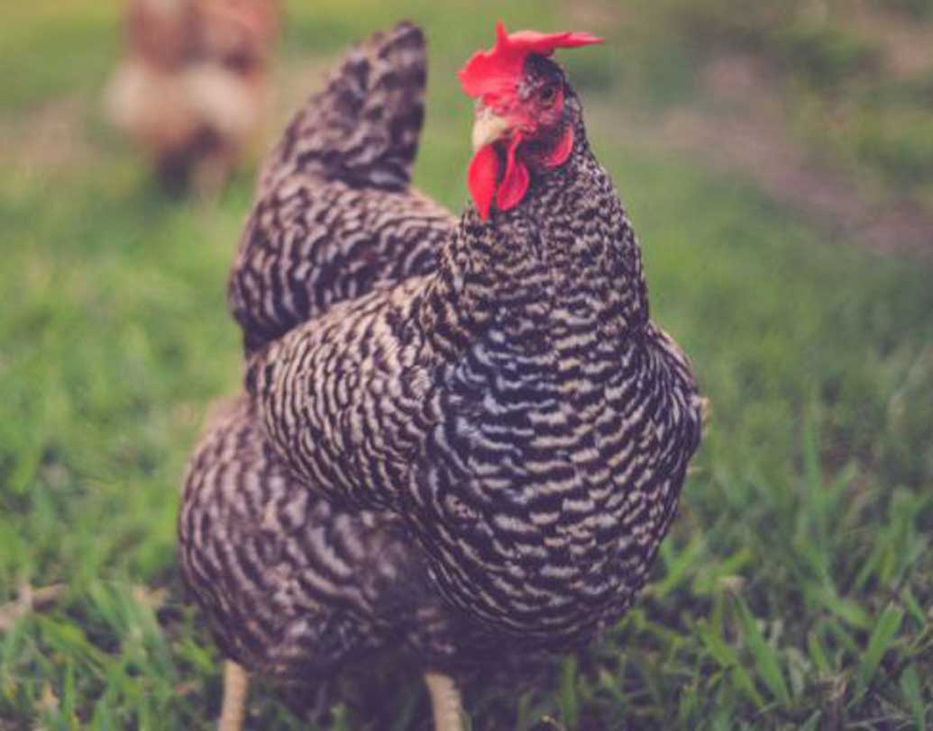 জিগু
প্রয়াত ব্রিটিশ প্রকাশক মাইলস ব্ল্যাকওয়েলের পোষা মুরগি জিগু। তার জন্য দেড় কোটি ডলার রেখে গিয়েছেন ব্ল্যাকওয়েল। ভারতীয় মুদ্রায় যা প্রায় ১০৮ কোটি টাকা।